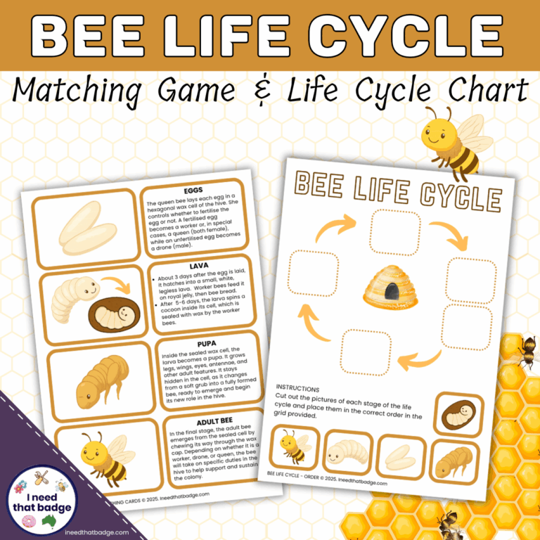 Bee Life Cycle