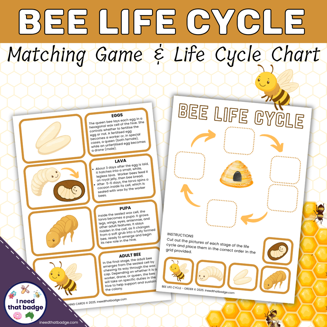 Bee Life Cycle INTB