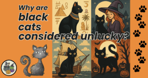 Why Are Black Cats Considered Unlucky?