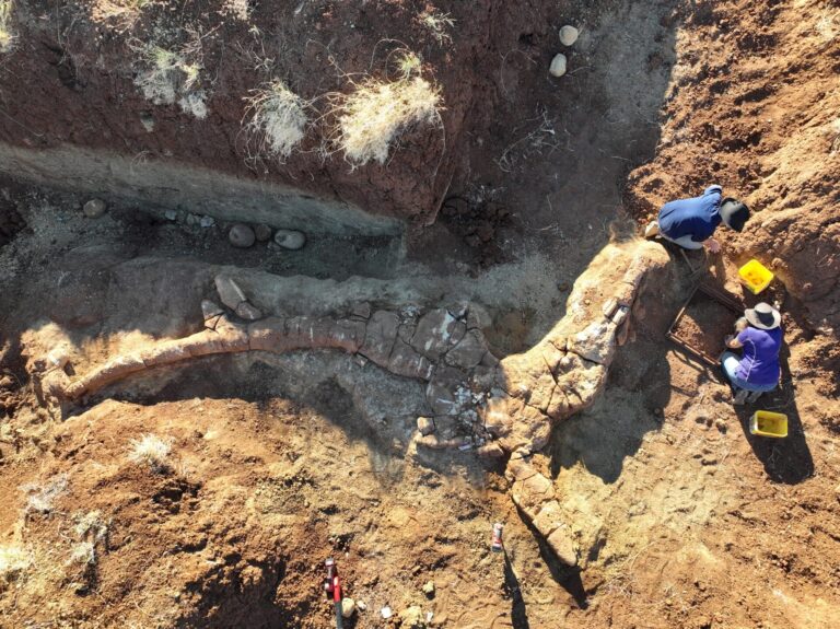 Dinosaur bones in Queensland