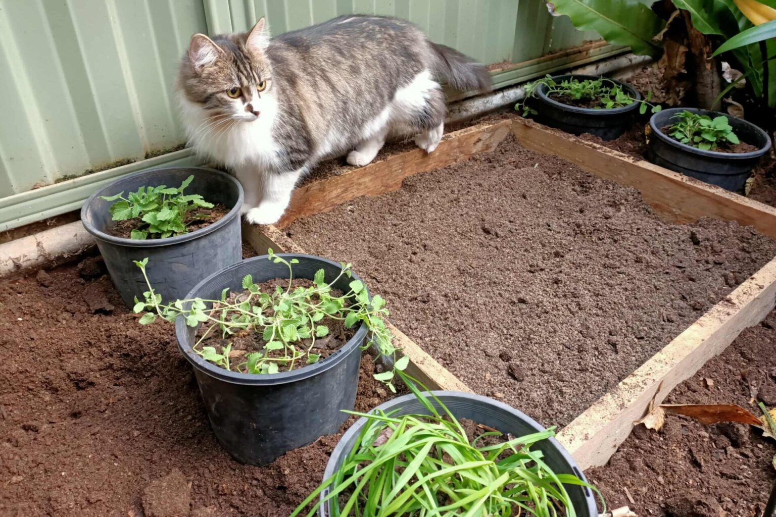 Cat on outdoor litter box