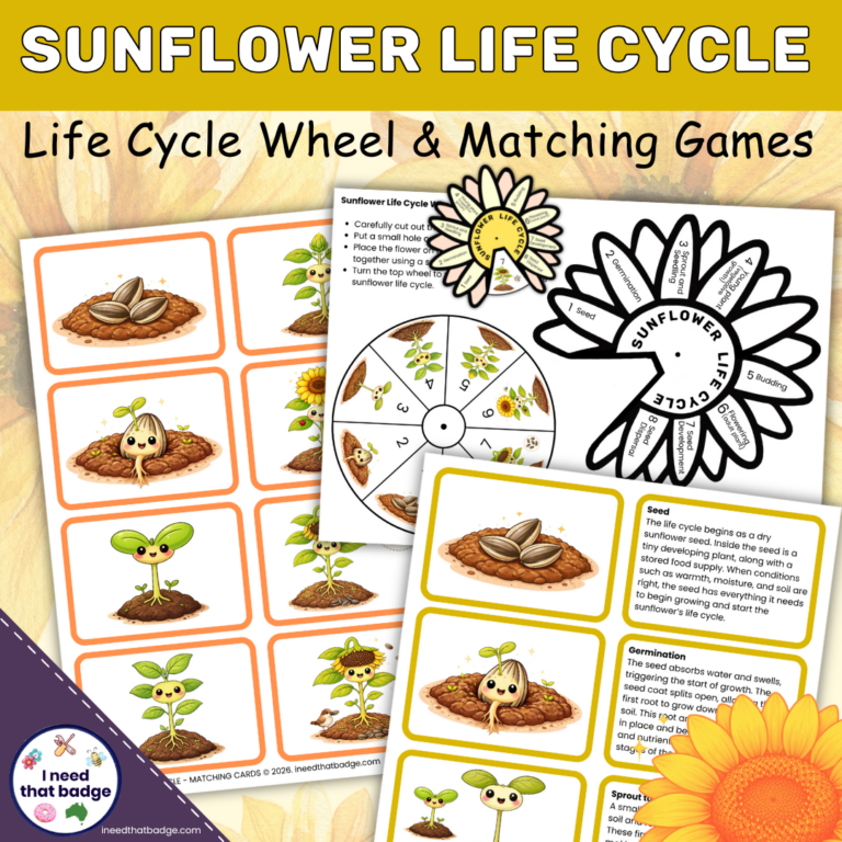 Sunflower Life Cycle Wheel - INTB