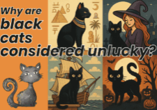 Ideas of black cats have evolved over time