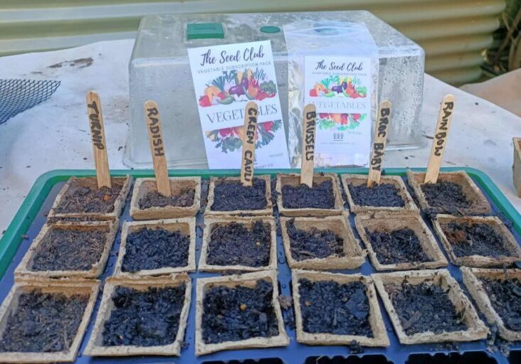 INTB seeds JanFeb (1)