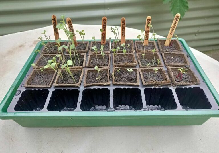 INTB Seeds JanFeb (8)