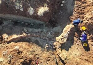 Dinosaur bones in Queensland